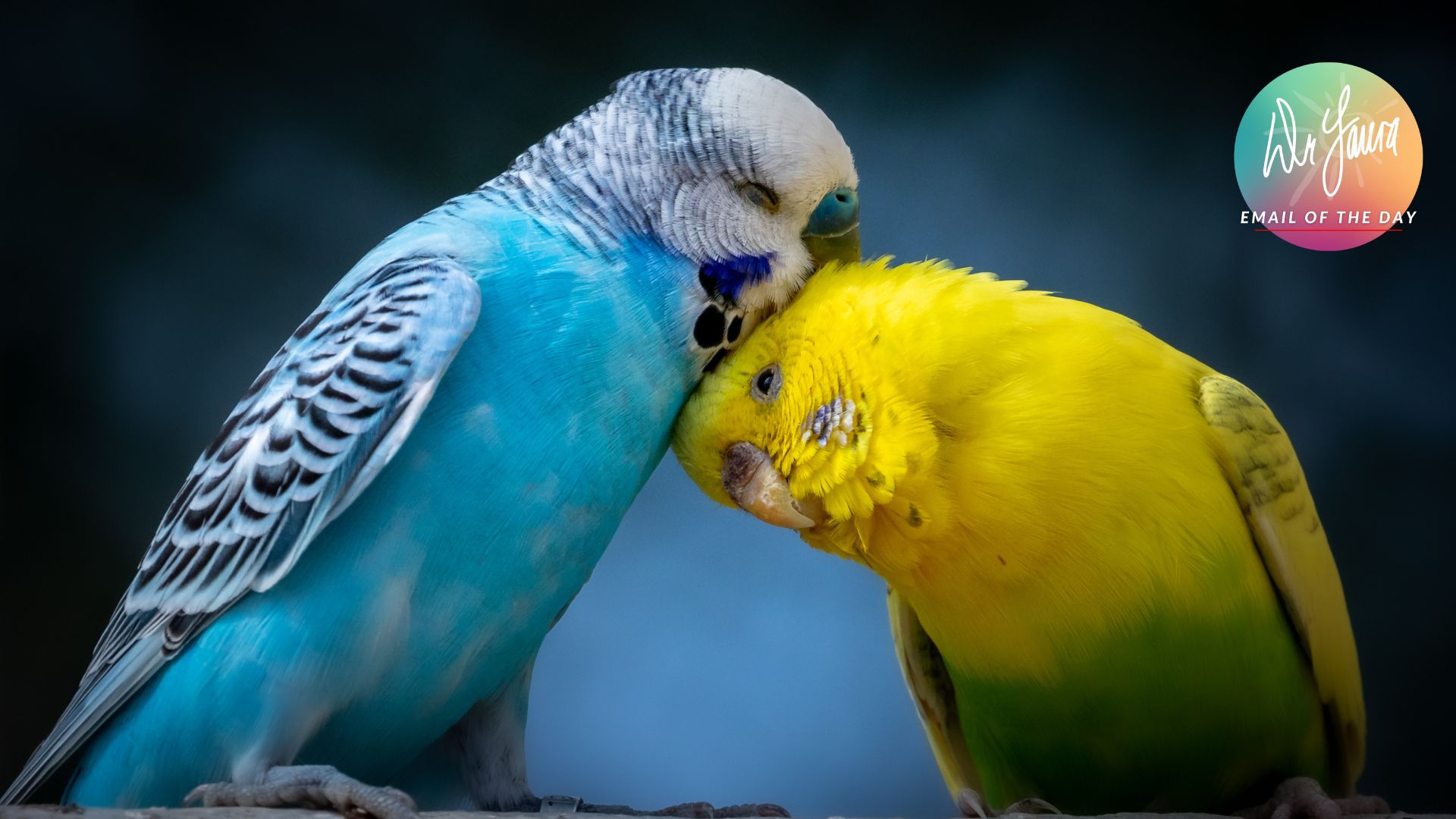 Yellow bird places head underneath head of blue bird